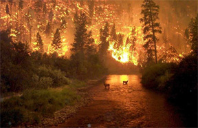 Bitterroot National Forest Fire, August 2000
