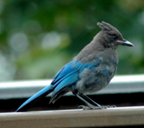 Jay